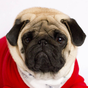非常可爱的哈巴狗狗在红色的新年礼服。看着悲伤的我