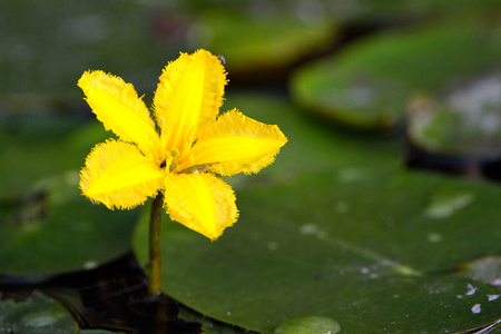 黄色漂浮的心脏 荇 peltatum 花在水
