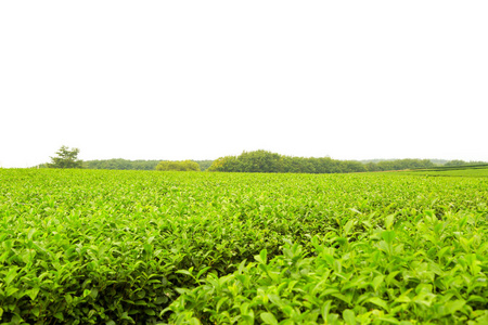 绿茶叶种植园景观