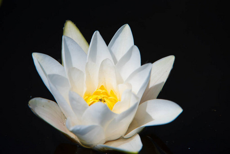 白色睡莲花 睡莲阿尔巴, 在充分开花的形状