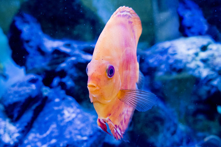 盘鱼外来鱼类水族馆动物