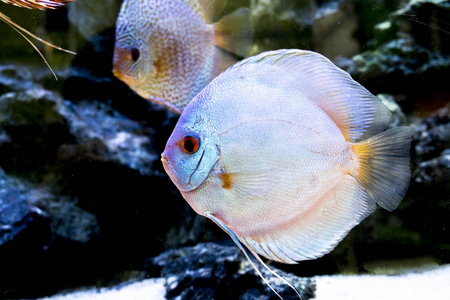 盘鱼外来鱼类水族馆动物