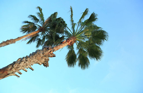蓝天背景上华丽的棕榈树。 阿鲁巴岛。 美丽的背景