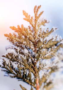 雪中的云杉枝。 快关门。