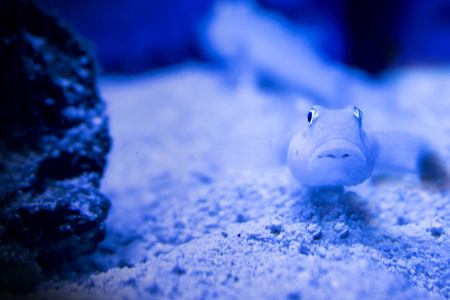 盘鱼外来鱼类水族馆动物