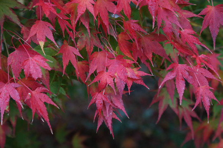 美丽的秋叶森林中一棵树上美丽的秋叶