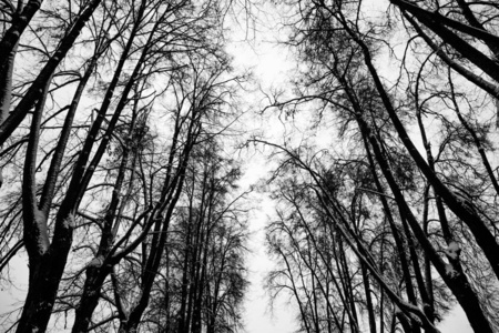 黑和白色晚上森林