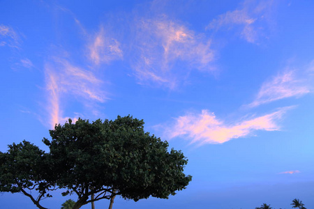 在夜空蓝天和白云背景下，绿树的景色令人惊叹。 五彩缤纷。 阿鲁巴岛。 自然背景。