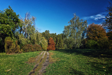 秋天森林风景反对蓝色天空以路图片