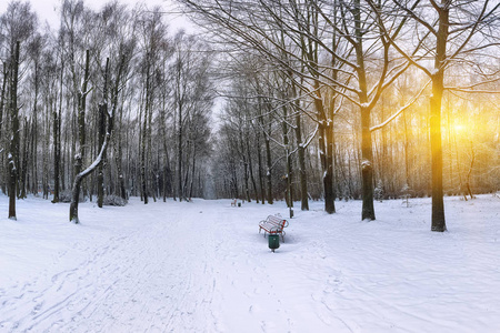 白雪覆盖的树木，在城市公园