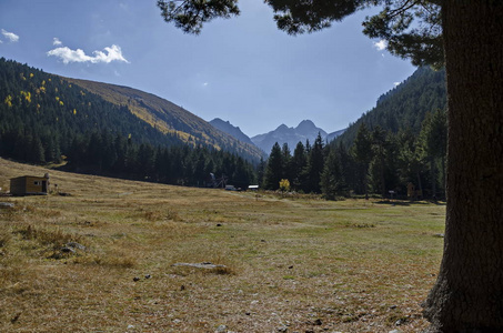 保加利亚瑞拉山带针叶树的山地森林，向马里维塔山峰倾斜