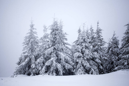 冬山霜雪的树木上帝