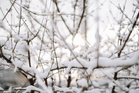 第一场雪卡在树枝上。霜冻和寒冷的日子