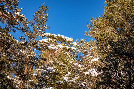 冰雪覆盖的梦幻冬日森林