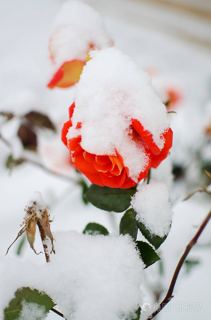 白色蓬松雪下的玫瑰花