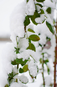 白色蓬松的雪覆盖植物在新鲜的空气中的冬天