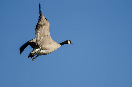 加拿大孤雁在蓝天上飞翔照片