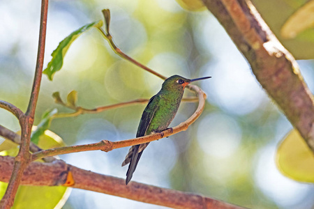 未成熟的绿色加冕辉煌蜂鸟图片