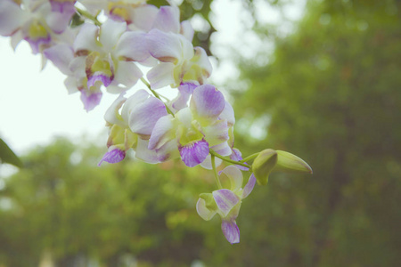 热带兰花紫色和白色
