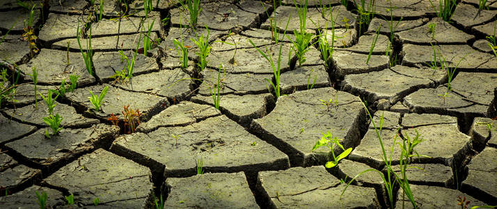 干旱后土壤的腐烂, 恶劣环境对自然的影响照片