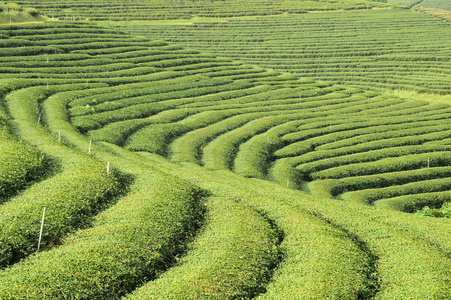 泰国北部的茶园景观