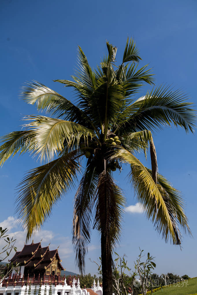椰子树多云和天空
