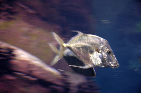 柏林大西洋水族馆，德国柏林