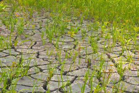 干旱后土壤的腐烂, 恶劣环境对自然的影响