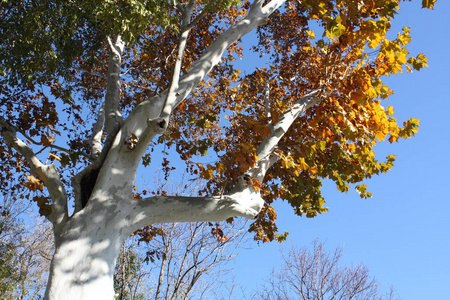 秋天在公园里的枫树