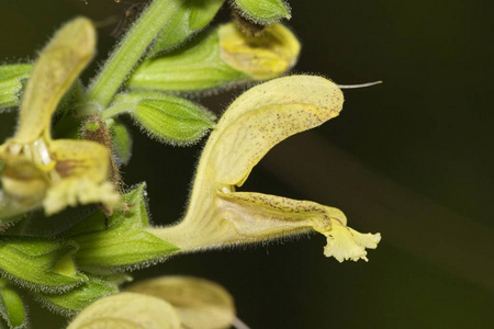 植物学绿色粘性萨尔维亚植物