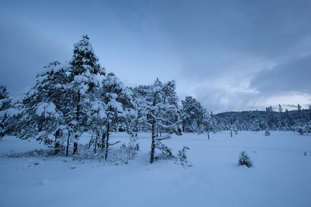 美丽的冬天的风景雪树