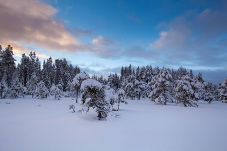 美丽的冬天的风景雪树