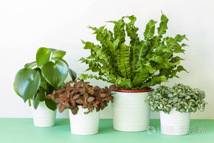 植物蕨病灶 胡椒和fittonia 在花盆里照片 正版商用图片10icd9 摄图新视界 植物蕨病灶 胡椒和fittonia 在花盆里照片 正版商用图片10icd9 摄图新视界