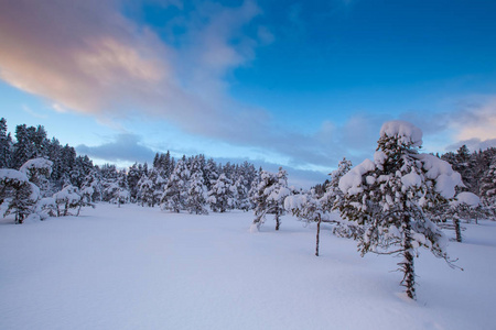 美丽的冬天的风景雪树