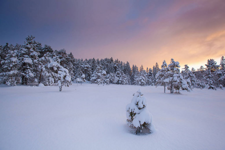 美丽的冬天的风景雪树