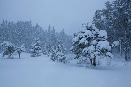 暴风雨的冬季景观雪树