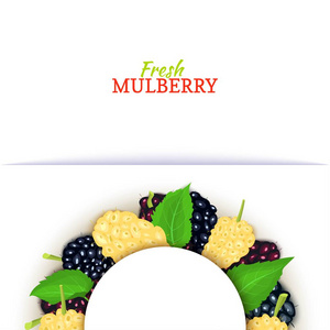 由美味的桑椹果组成的半圆色框架。矢量卡片插图。Mulberryt 浆果半圆框架设计食品包装果汁早餐化妆品茶排毒饮食