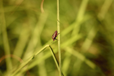 高高的草地上悬挂着红色和黑色条纹的虫子