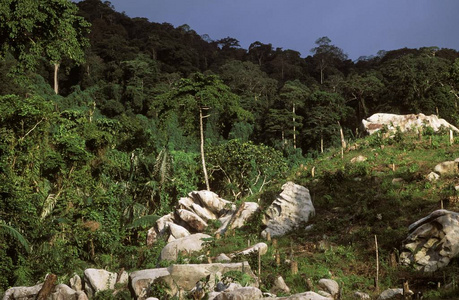 在热带雨林中清除蒂曼岛马来西亚