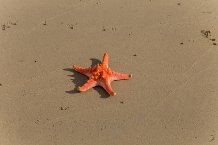 红海星海上热带沙夏季背景图片