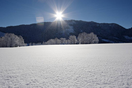 天空中有树木和太阳的雪景