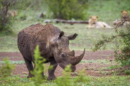 南方白犀牛在南非克鲁格国家公园