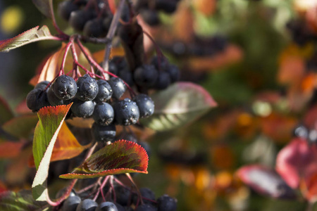 阿罗尼亚生长在布什黑色罗文浆果, 秋天