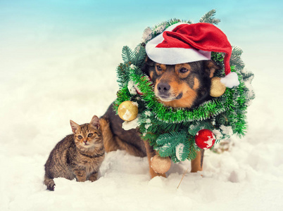 戴圣诞花环的狗和戴圣诞帽的狗和小猫一起坐在雪地里