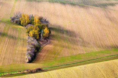 美丽的秋树生长在摩拉维亚南部的金色山丘之间。 捷克共和国。