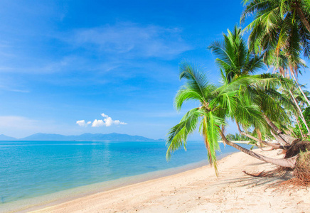 浪漫的豪华海滩与棕榈树
