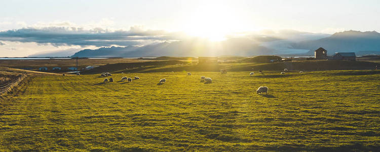 在冰岛夕阳下的绿色草地上放牧的羊