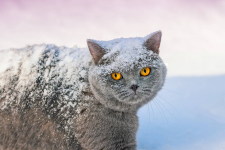 冬天的猫在雪地里漫步