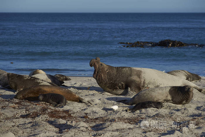 雄性南方大象海豹米隆加莱昂尼纳咆哮着在繁殖季节远离对手福克兰群岛
