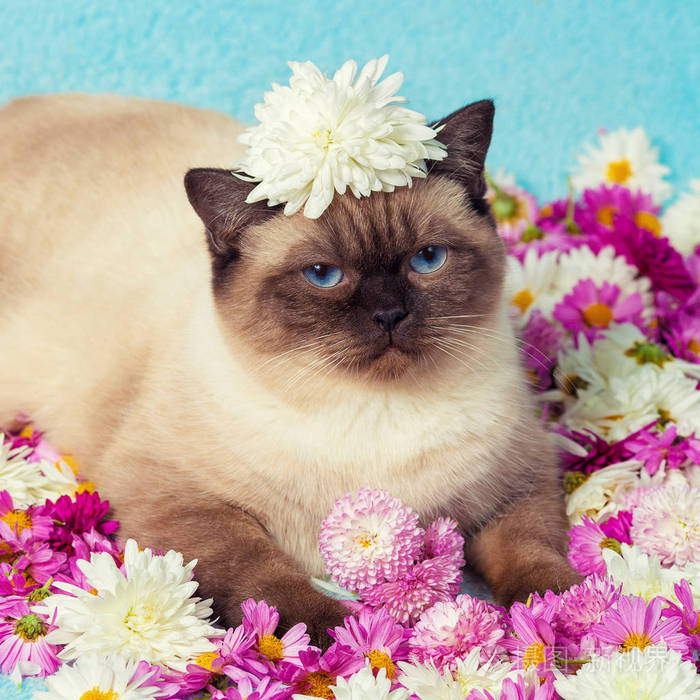 可爱的彩色点猫和菊花的肖像